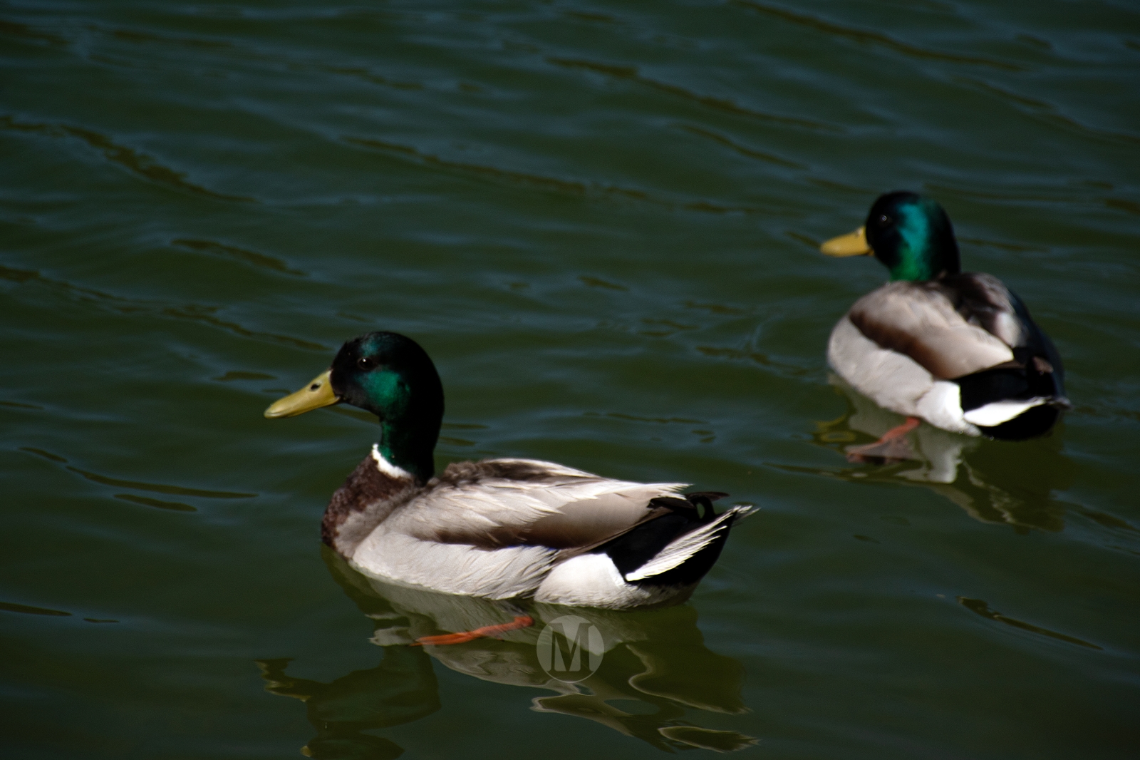 Ruidera sin agobios: el paraíso natural que se disfruta en calma entre semana