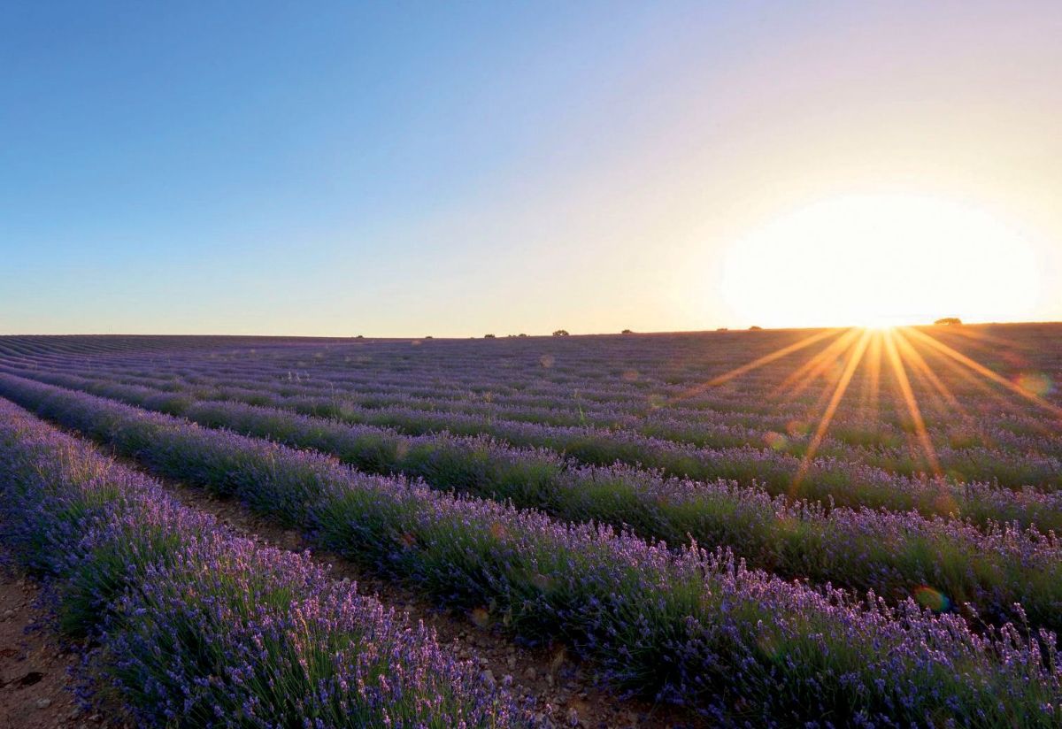 Entre páginas y lavanda: la ruta literaria inspirada en los campos de Brihuega