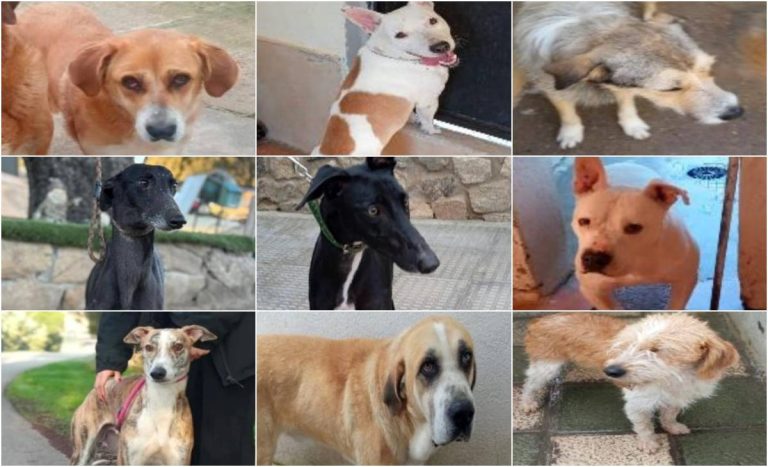 Investigan el robo de 15 perros en la perrera de San Bernardo de Toledo