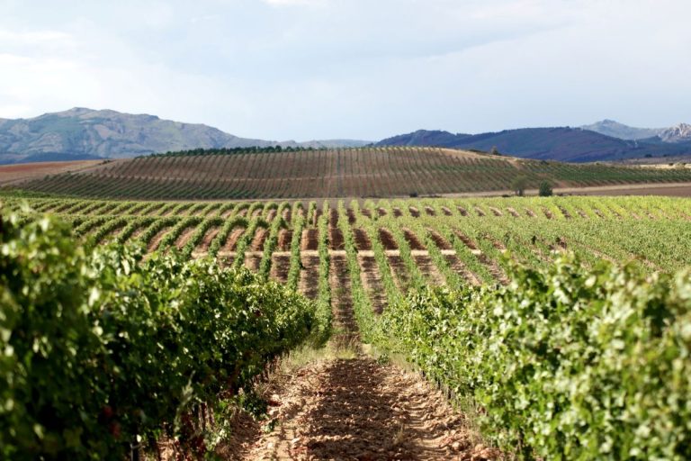 Castilla-La Mancha asumirá la Vicepresidencia del Intergrupo del Vino en julio