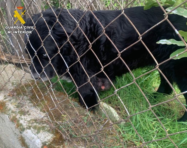 Con un tumor y sin vacunas: investigada en Carranque por la salud de su perro