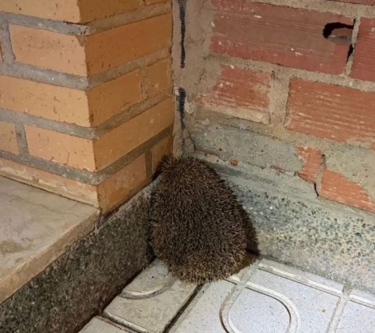 No fue atropellado de milagro: rescatado un erizo en una avenida de Cuenca