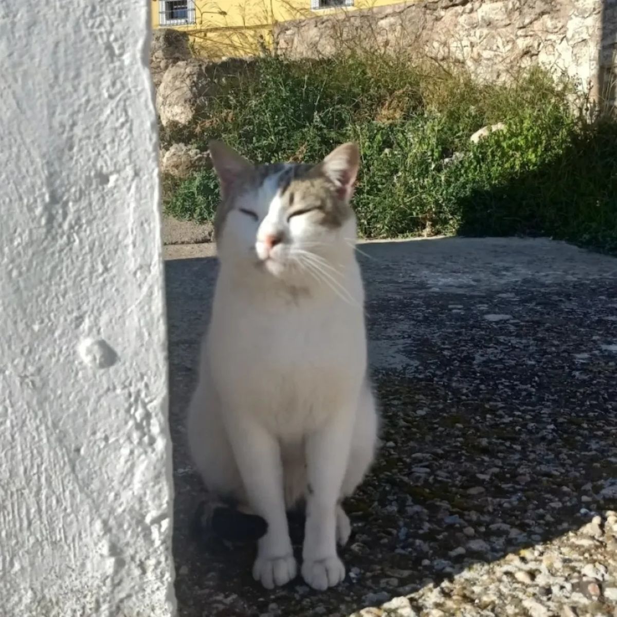 Moriscote, la aldea de Albacete donde viven más gatos que vecinos
