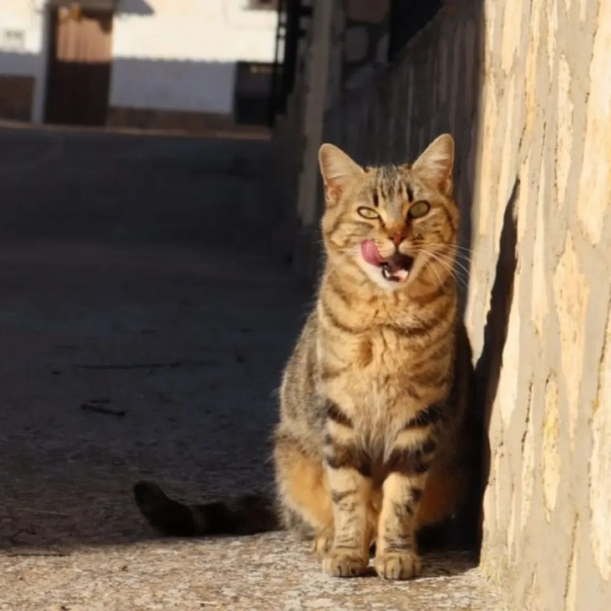 Moriscote, la aldea de Albacete donde viven más gatos que vecinos