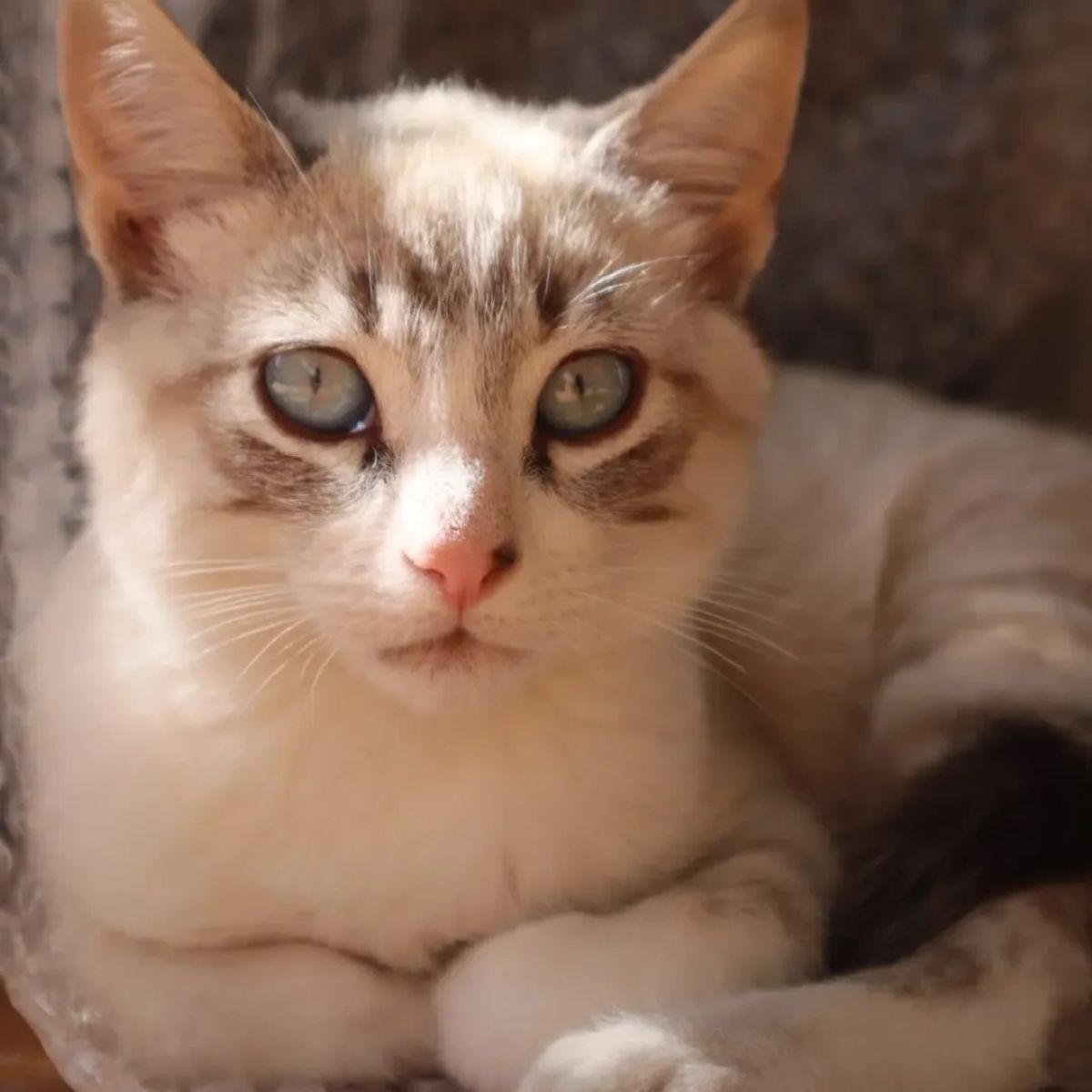 Moriscote, la aldea de Albacete donde viven más gatos que vecinos