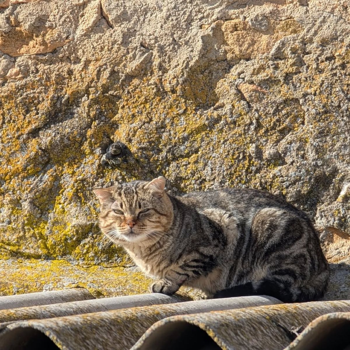 Moriscote, la aldea de Albacete donde viven más gatos que vecinos
