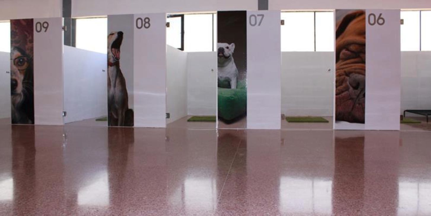 Una experiencia de lujo para tu mascota: “Dog Village”, el hotel para perros de La Gineta