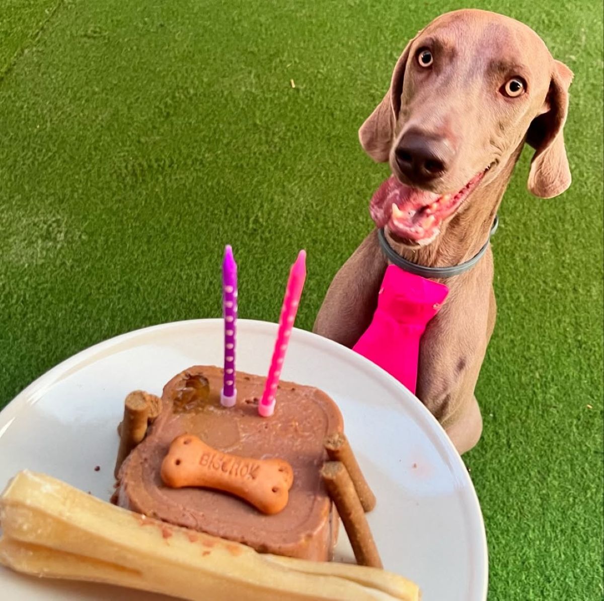 Una experiencia de lujo para tu mascota: “Dog Village”, el hotel para perros de La Gineta