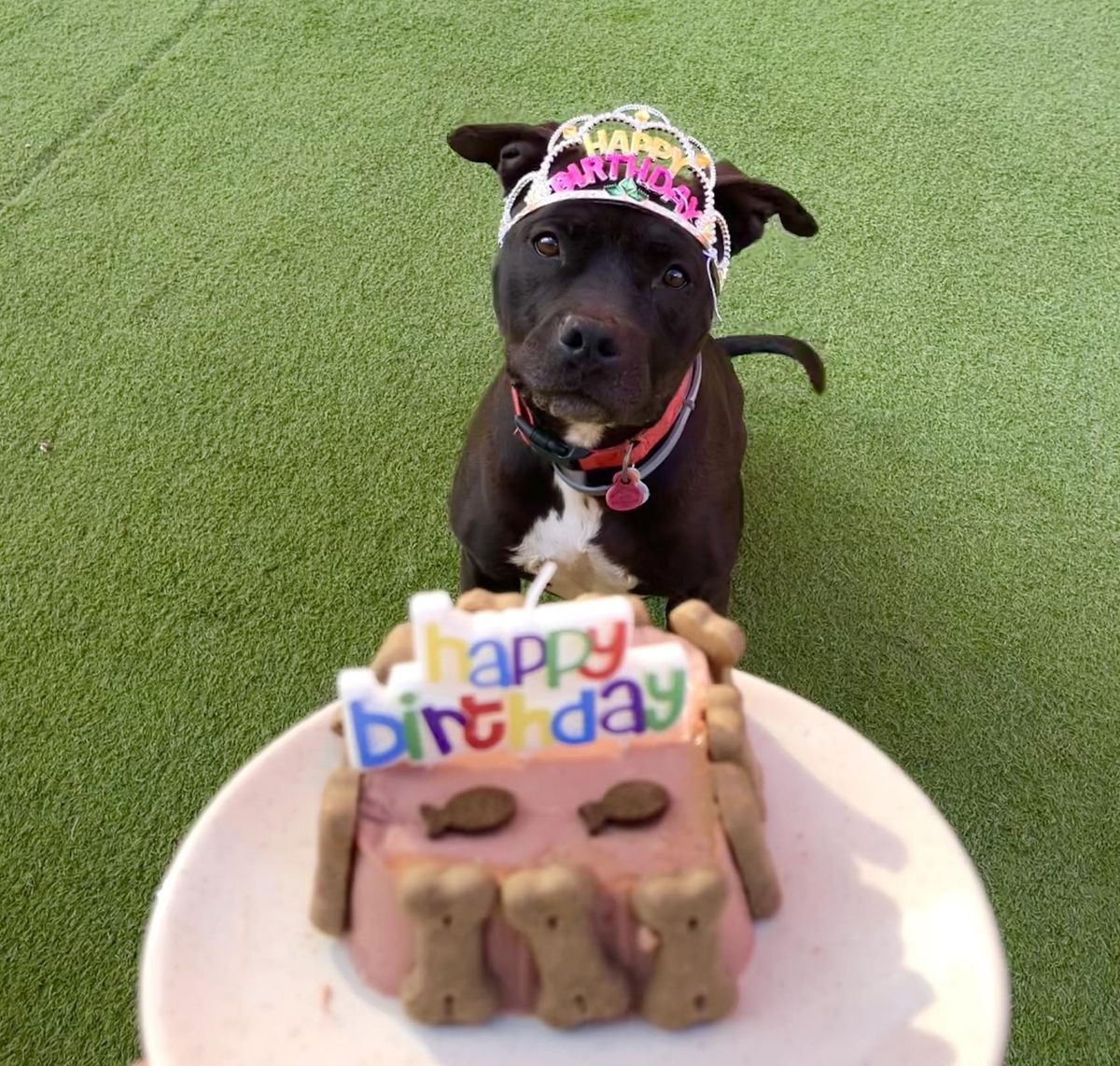 Una experiencia de lujo para tu mascota: “Dog Village”, el hotel para perros de La Gineta