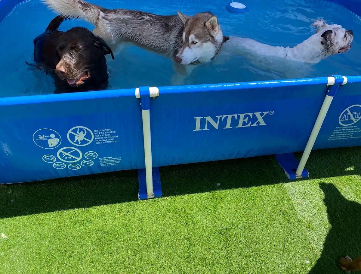 Una experiencia de lujo para tu mascota: “Dog Village”, el hotel para perros de La Gineta