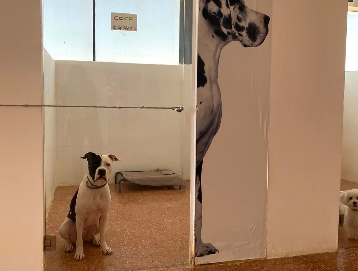 Una experiencia de lujo para tu mascota: “Dog Village”, el hotel para perros de La Gineta