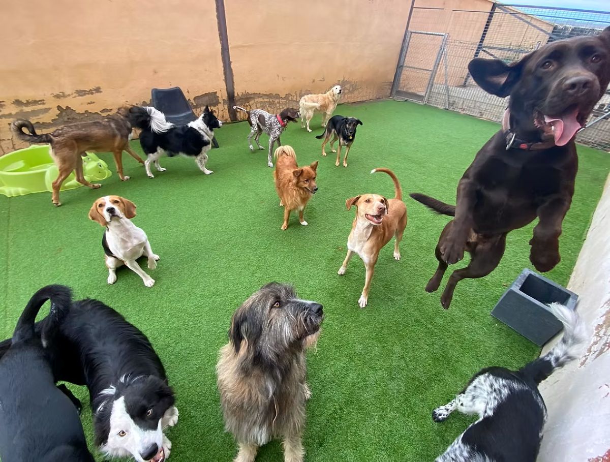 Una experiencia de lujo para tu mascota: “Dog Village”, el hotel para perros de La Gineta