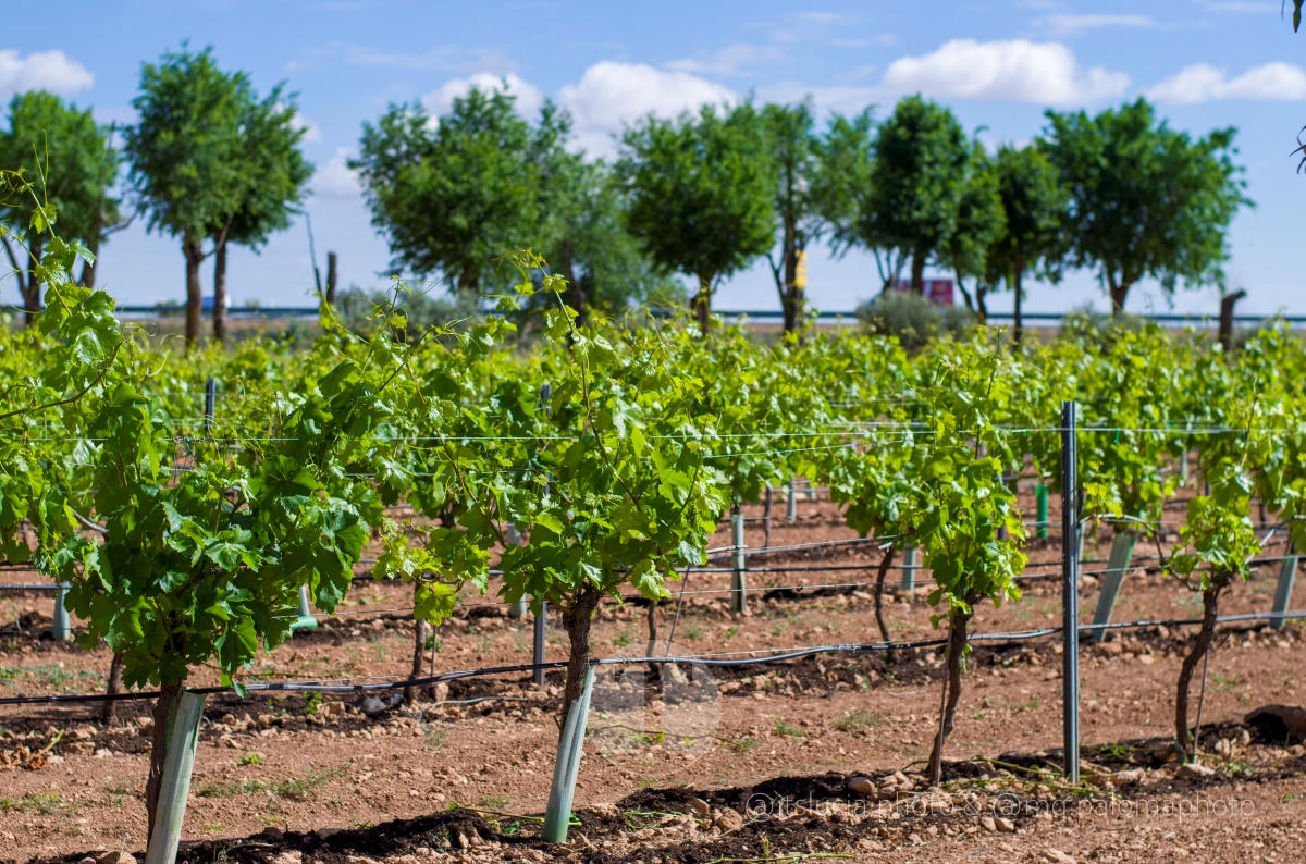 De cinco horas de riego a dos y media: así ayuda la tecnología a ahorrar agua en el campo