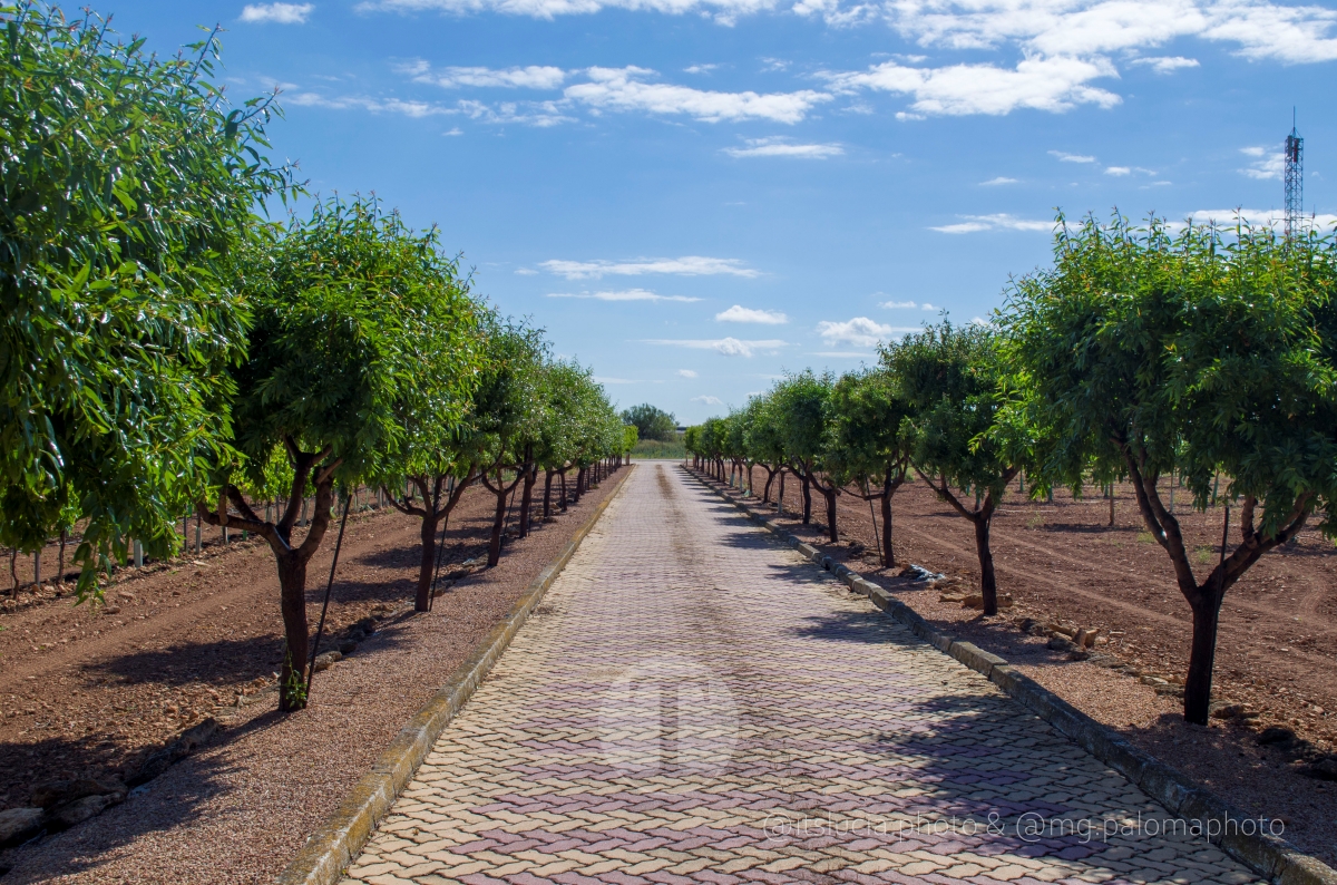 De cinco horas de riego a dos y media: así ayuda la tecnología a ahorrar agua en el campo