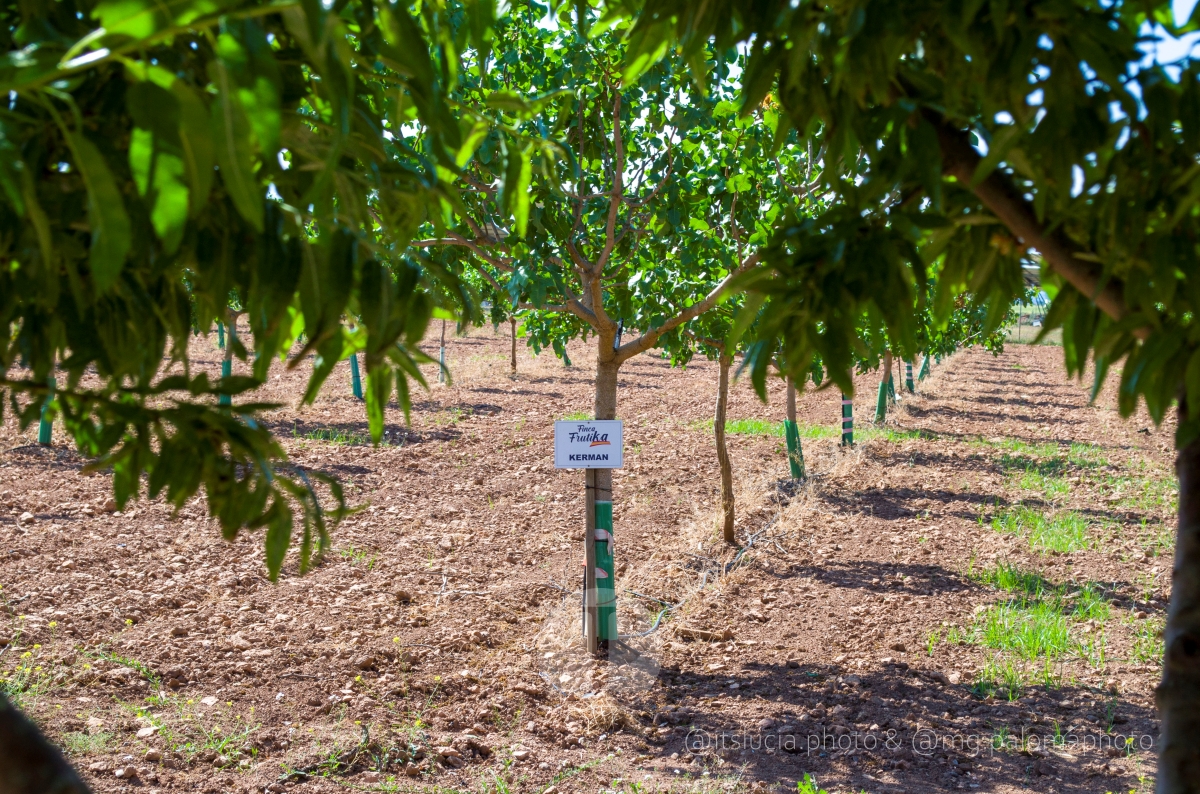De cinco horas de riego a dos y media: así ayuda la tecnología a ahorrar agua en el campo