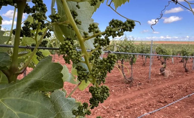 Agricultura autoriza 653 hectáreas para nuevas plantaciones de viñedo en Castilla-La Mancha