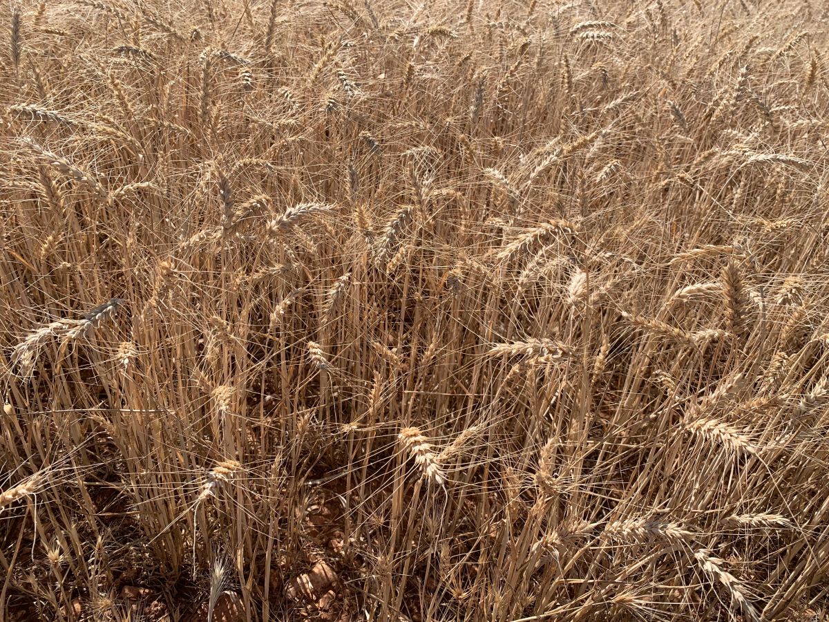 La campaña de siega del cereal avanza con rendimientos medios y buena calidad de grano