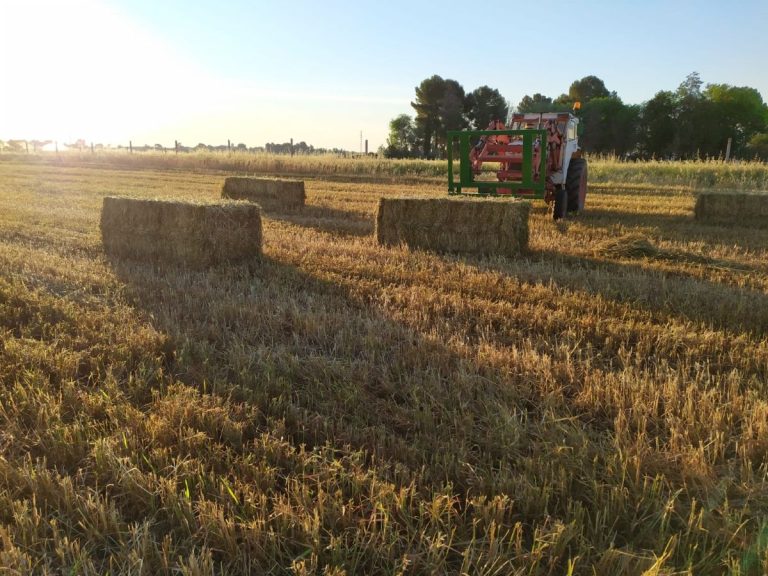 Asaja Castilla-La Mancha rebaja sus previsiones para la campaña de cereales por el impacto del clima y la caída de precios
