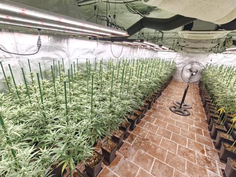 Más de 650 plantas de marihuana: la mayor incautación en Añover del Tajo en los últimos 12 años