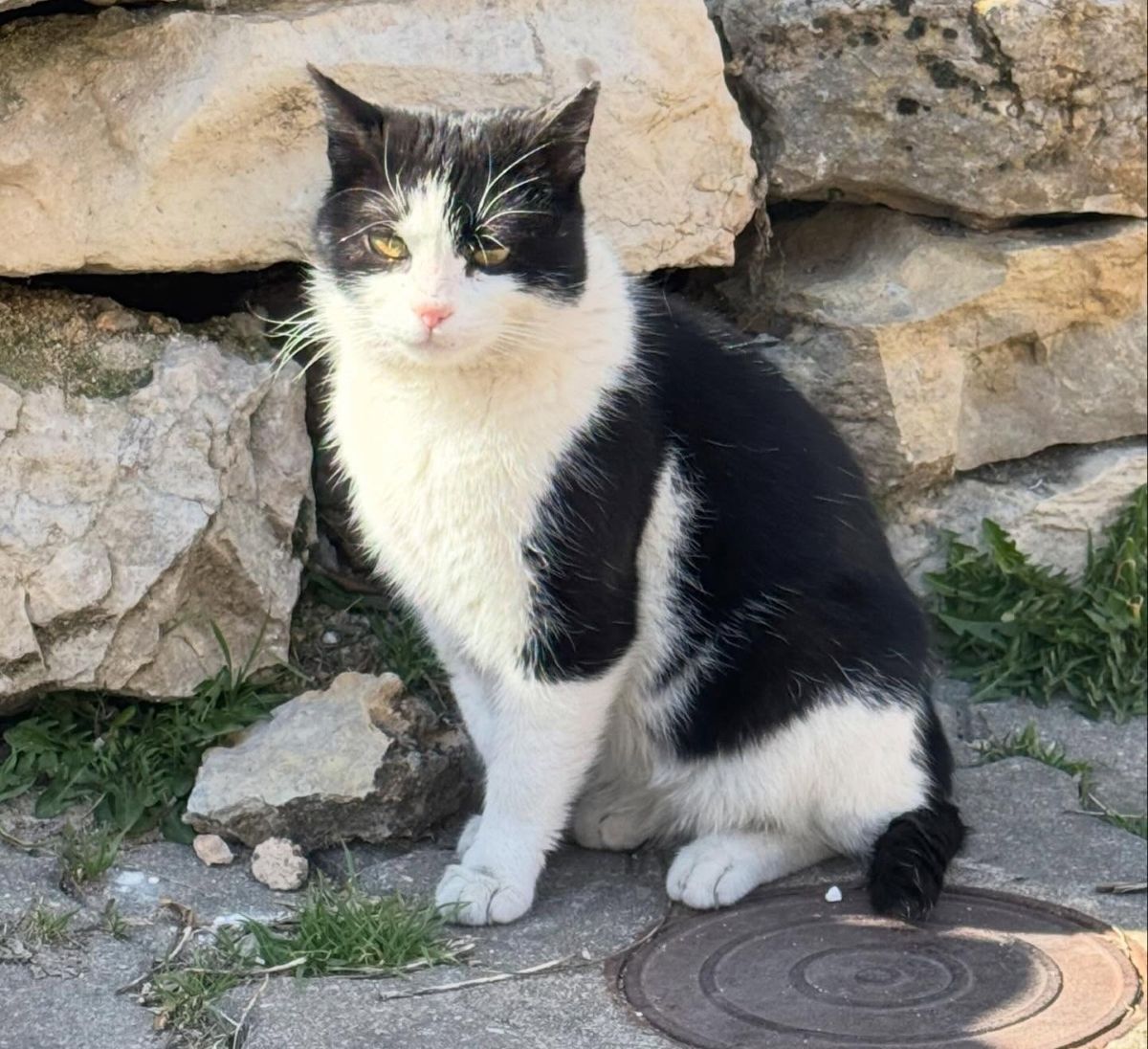 La actriz Paula Usero y su vínculo con un pueblo de Cuenca: un refugio para gatos en la España vaciada