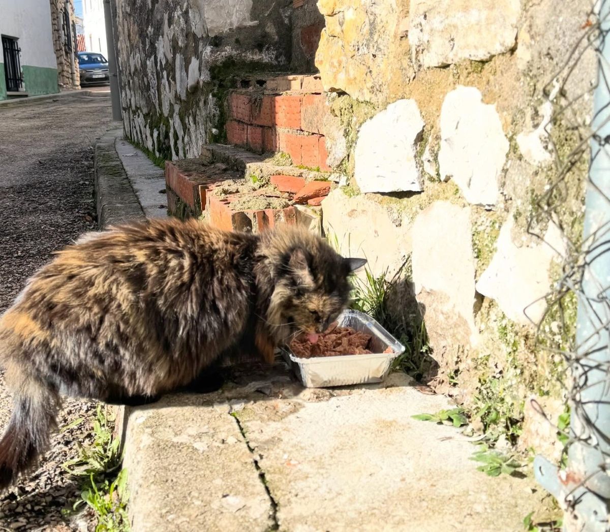 La actriz Paula Usero y su vínculo con un pueblo de Cuenca: un refugio para gatos en la España vaciada