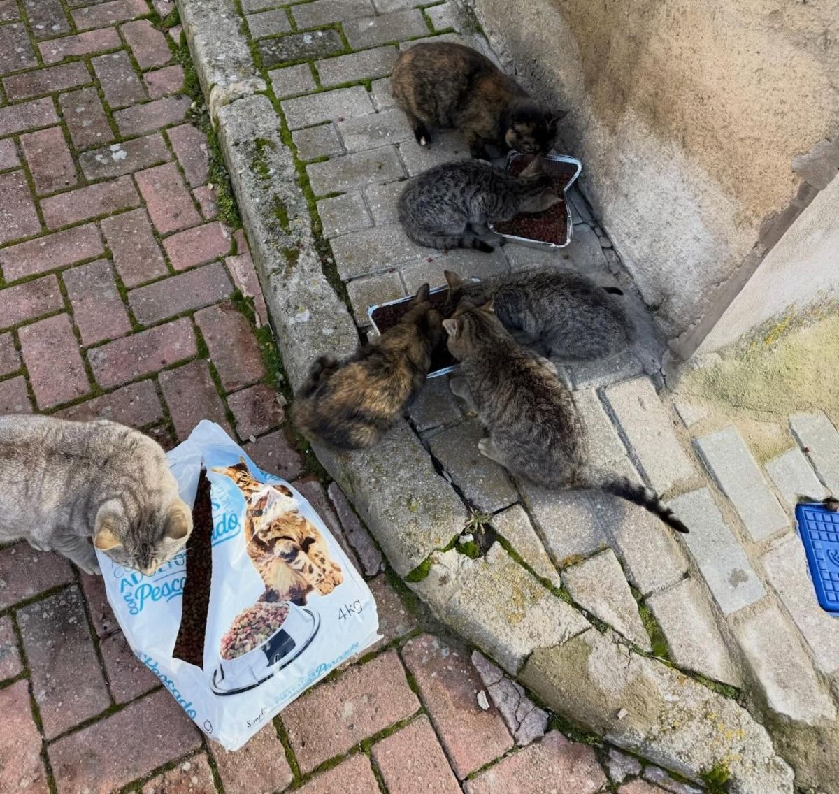 La actriz Paula Usero y su vínculo con un pueblo de Cuenca: un refugio para gatos en la España vaciada