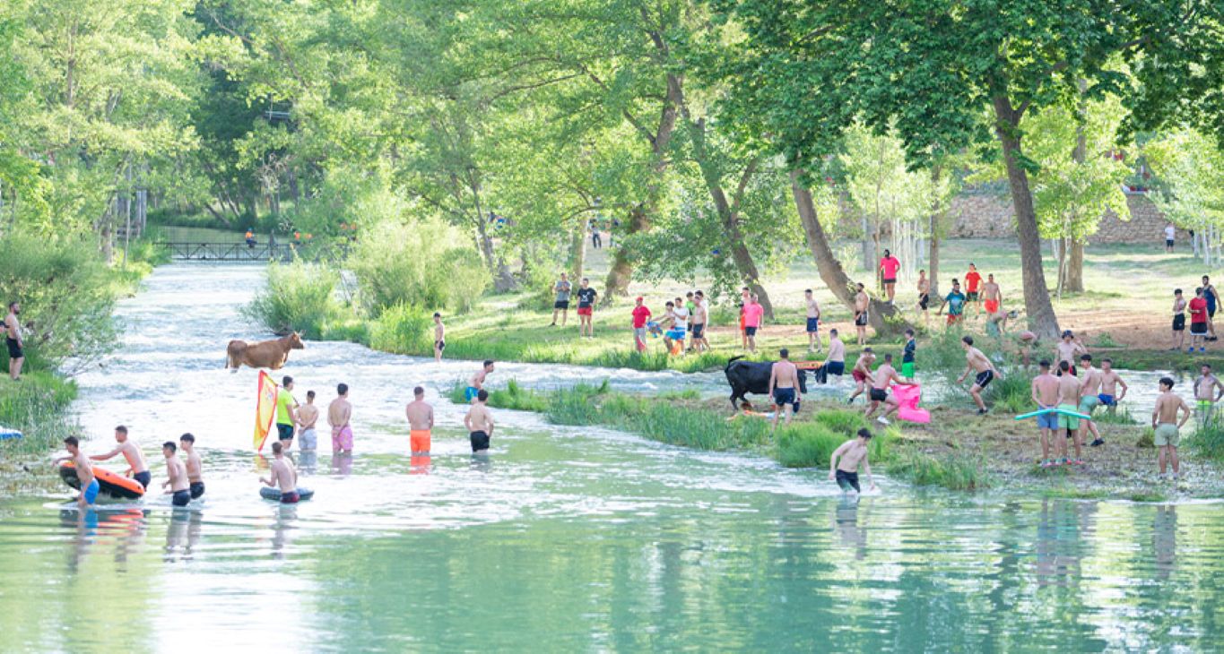Un río, ocho vacas y miles de visitantes: la peculiar tradición de un pueblo de Guadalajara que cumple 30 años