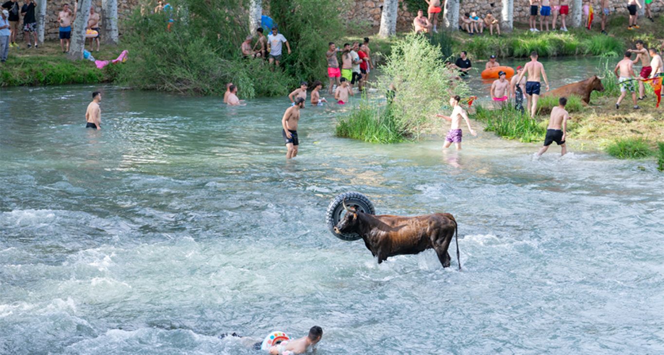 Un río, ocho vacas y miles de visitantes: la peculiar tradición de un pueblo de Guadalajara que cumple 30 años