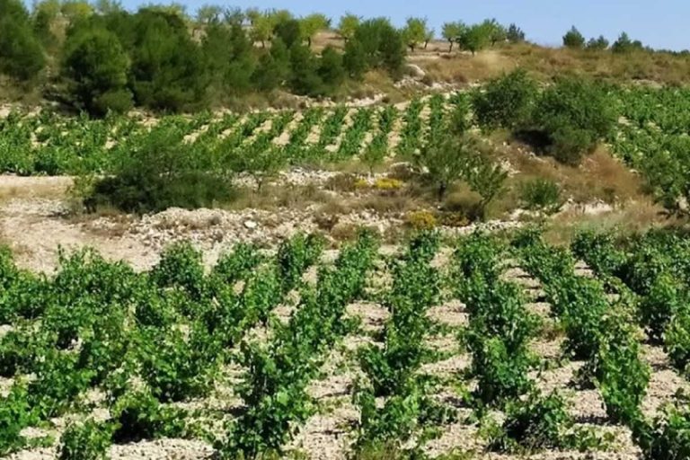 Cultiva consolida su papel como el “Erasmus rural” para formar a jóvenes agricultores y ganaderos