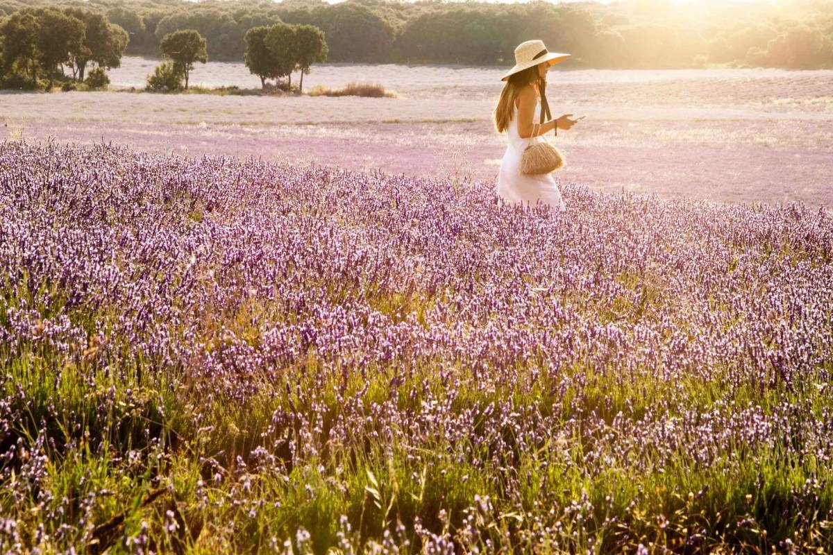 El pueblo de Guadalajara donde la música suena entre campos de lavanda vuelve este fin de semana
