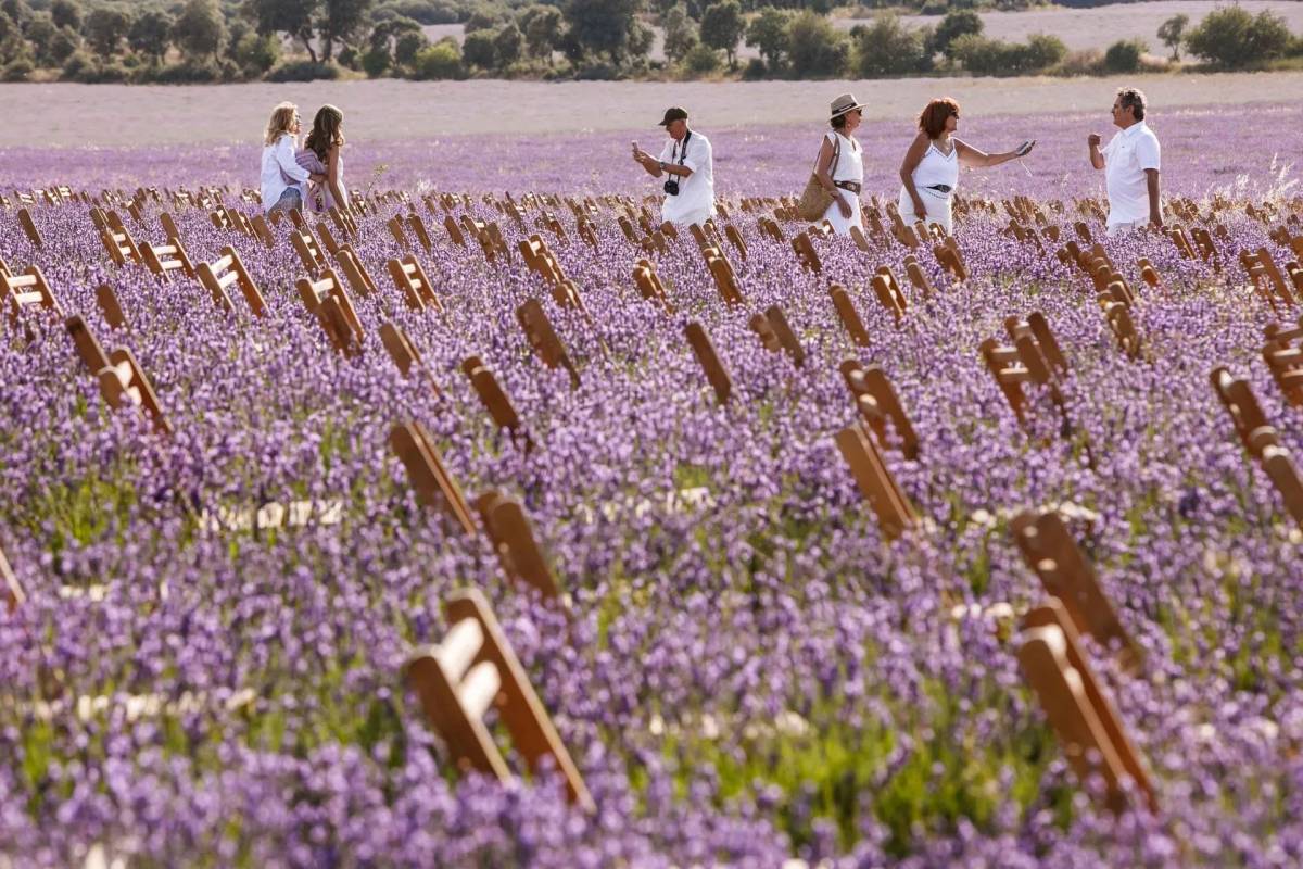 El pueblo de Guadalajara donde la música suena entre campos de lavanda vuelve este fin de semana